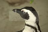 leipzig zoo-01_07_2011_zoo_allgemein_398